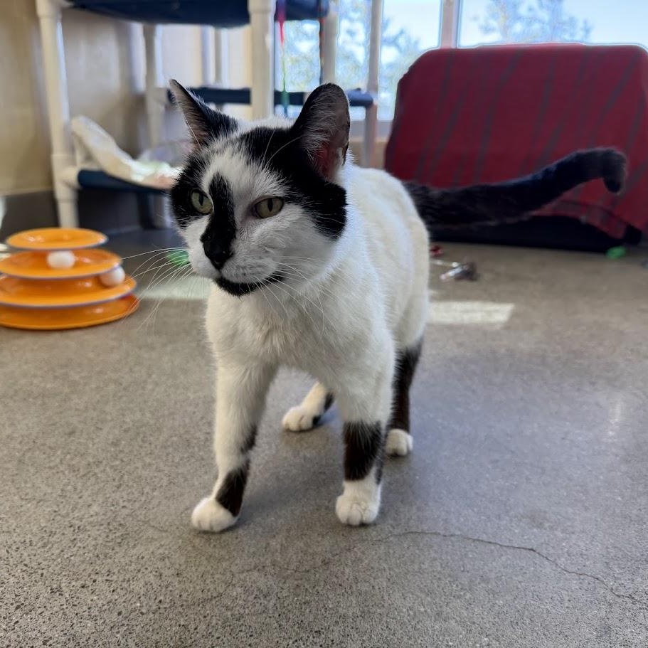 Mochi — thumbnail 2