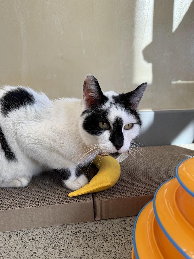 Mochi — thumbnail 3