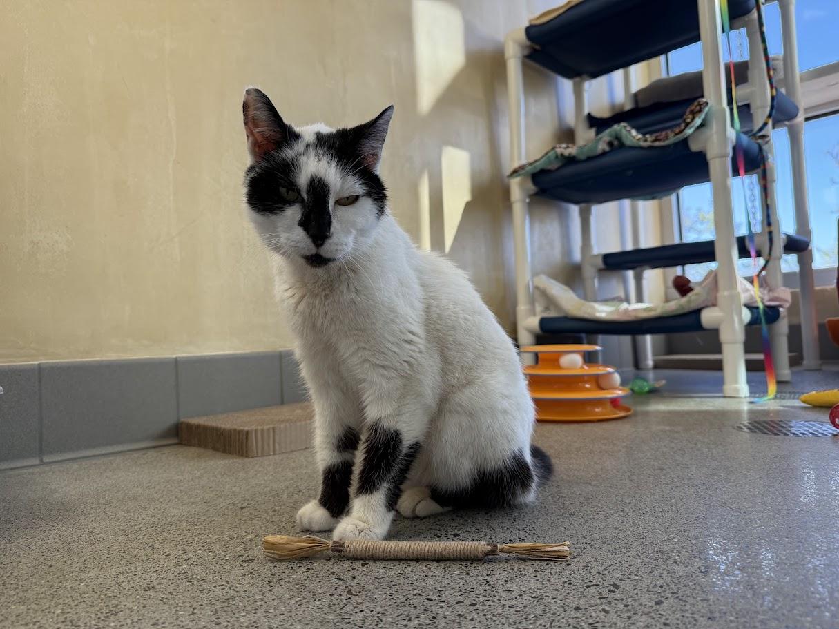 Mochi — thumbnail 4