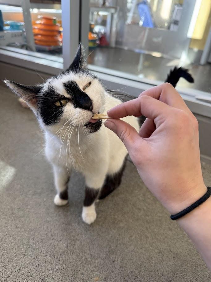 Mochi — thumbnail 5