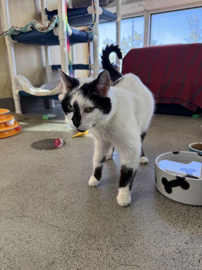 Mochi — thumbnail 6