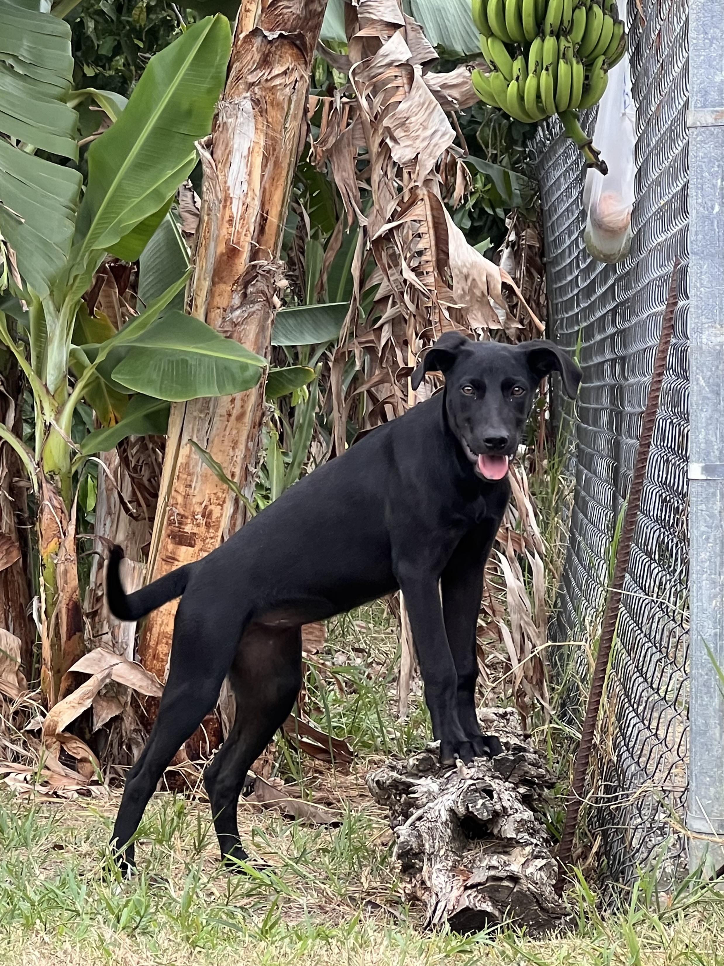 Enlarge Sezi – Playful, Loving, vaccinated, spayed - *No $ adoption fee!*, a Adoptable Labrador Retriever in Isabela, PR image 6/6