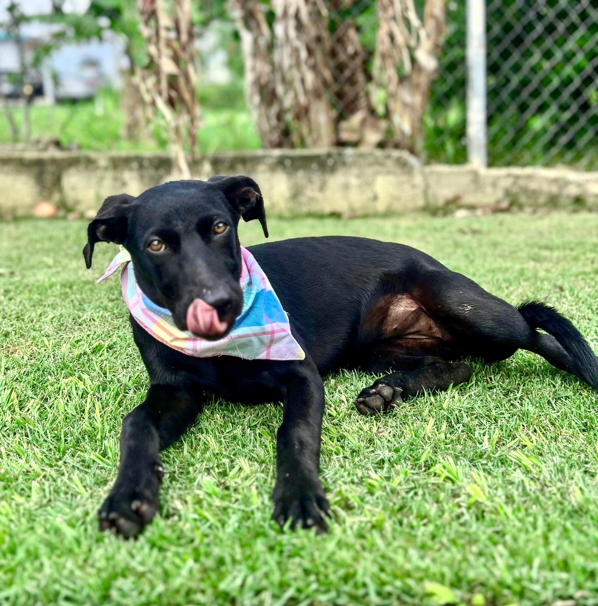 Enlarge Sezi – Playful, Loving, vaccinated, spayed - *No $ adoption fee!*, a Adoptable Labrador Retriever in Isabela, PR image 1/6