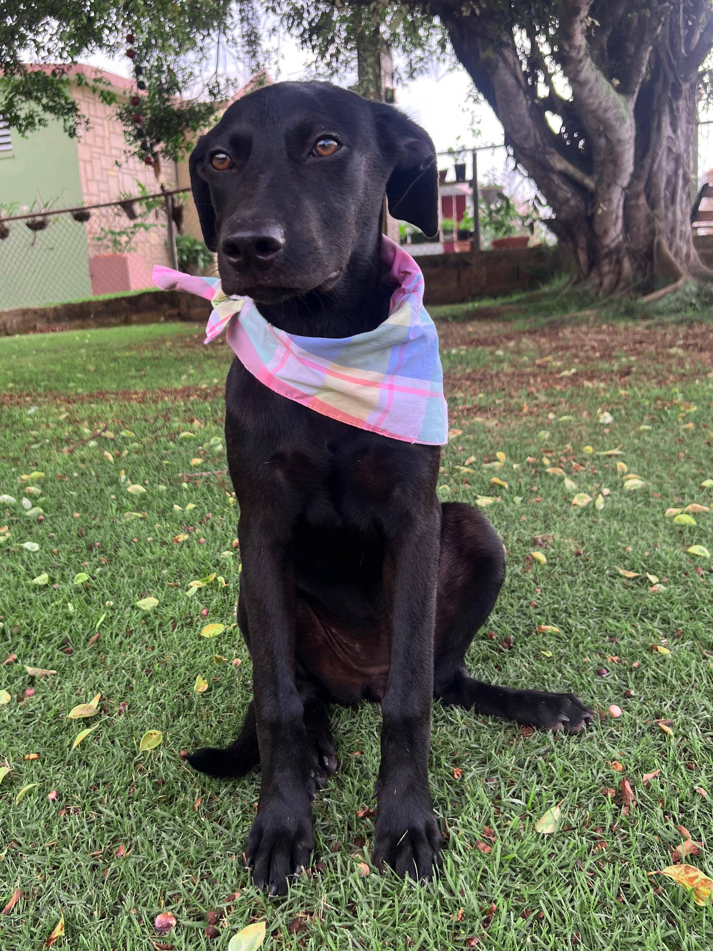 Enlarge Sezi – Playful, Loving, vaccinated, spayed - *No $ adoption fee!*, a Adoptable Labrador Retriever in Isabela, PR image 3/6