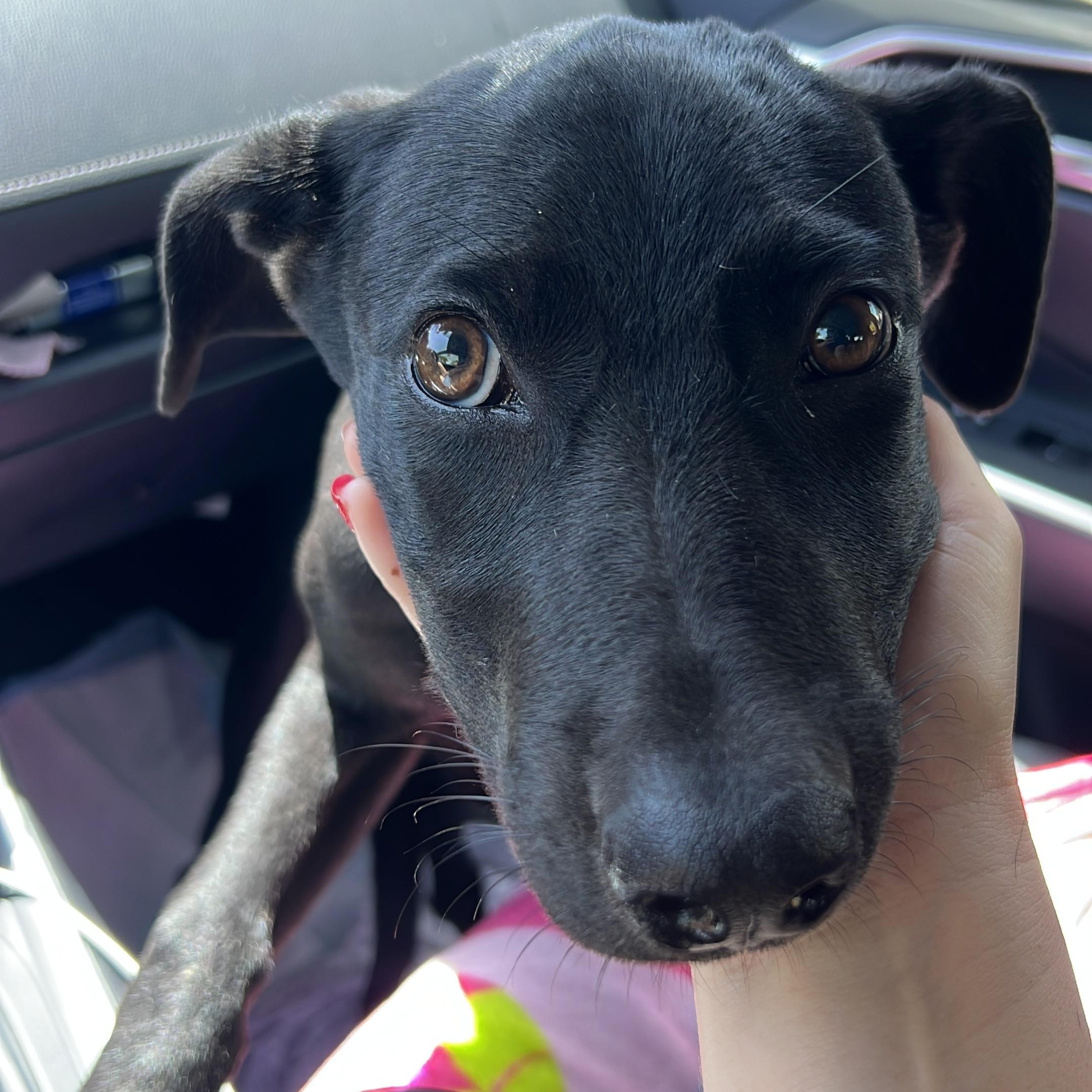 Enlarge Sezi – Playful, Loving, vaccinated, spayed - *No $ adoption fee!*, a Adoptable Labrador Retriever in Isabela, PR image 4/6