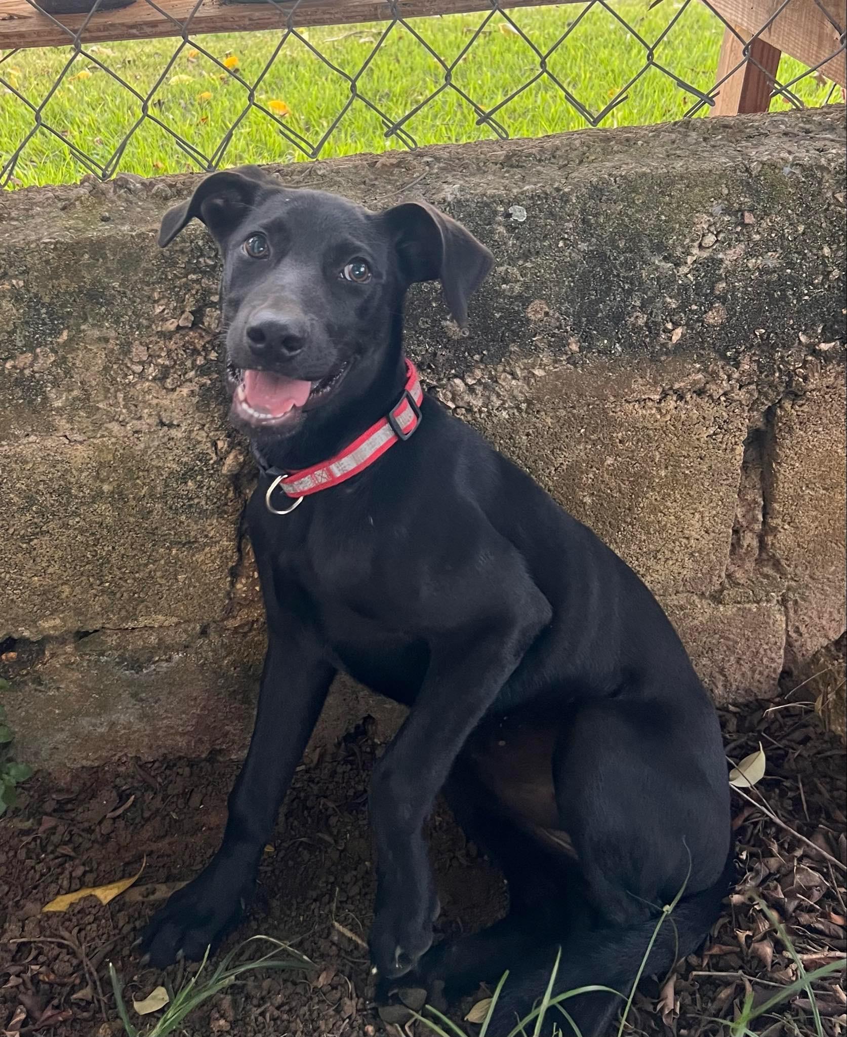 Enlarge Sezi – Playful, Loving, vaccinated, spayed - *No $ adoption fee!*, a Adoptable Labrador Retriever in Isabela, PR image 5/6