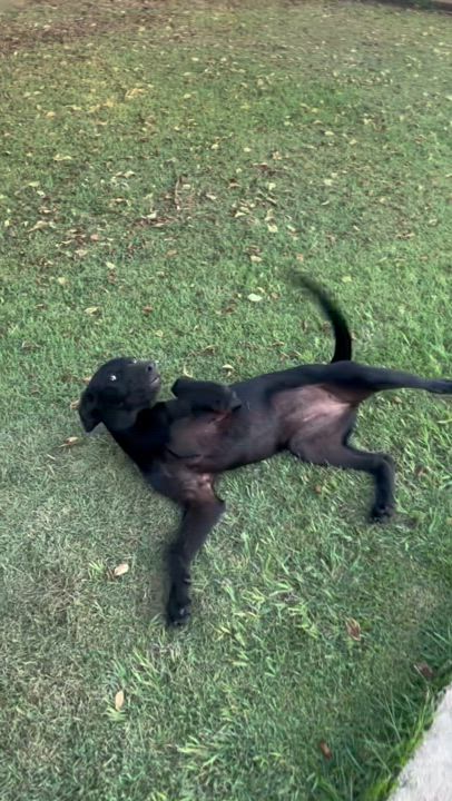 Enlarge Sezi – Playful, Loving, vaccinated, spayed - *No $ adoption fee!*, a Adoptable Labrador Retriever in Isabela, PR video 2/6