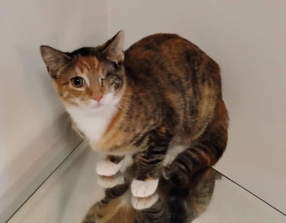 Enlarge Winky, an adopted mixed breed in Bayonne, NJ image 2/3