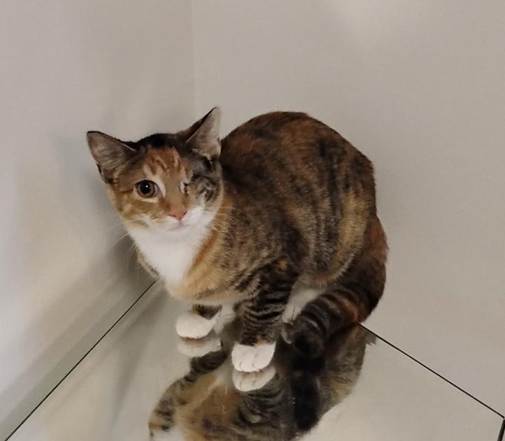 Winky, ADOPTABLE, Young Female Tabby & Tortoiseshell.