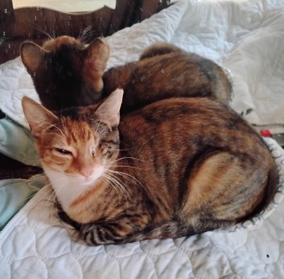 Enlarge Winky, an adopted mixed breed in Bayonne, NJ image 1/3