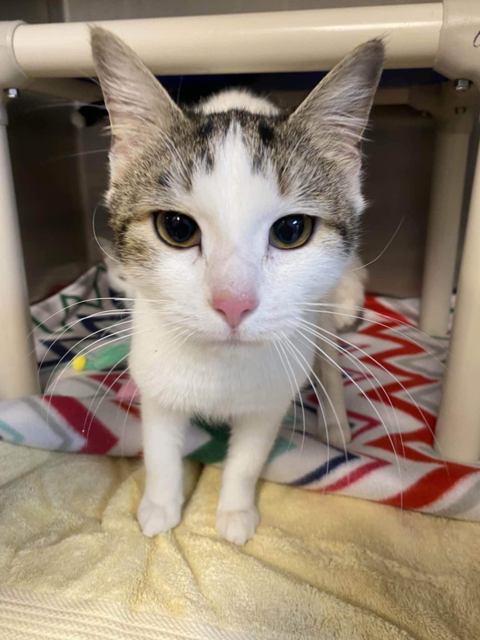 Carli, adopted, Young Female Domestic Short Hair.