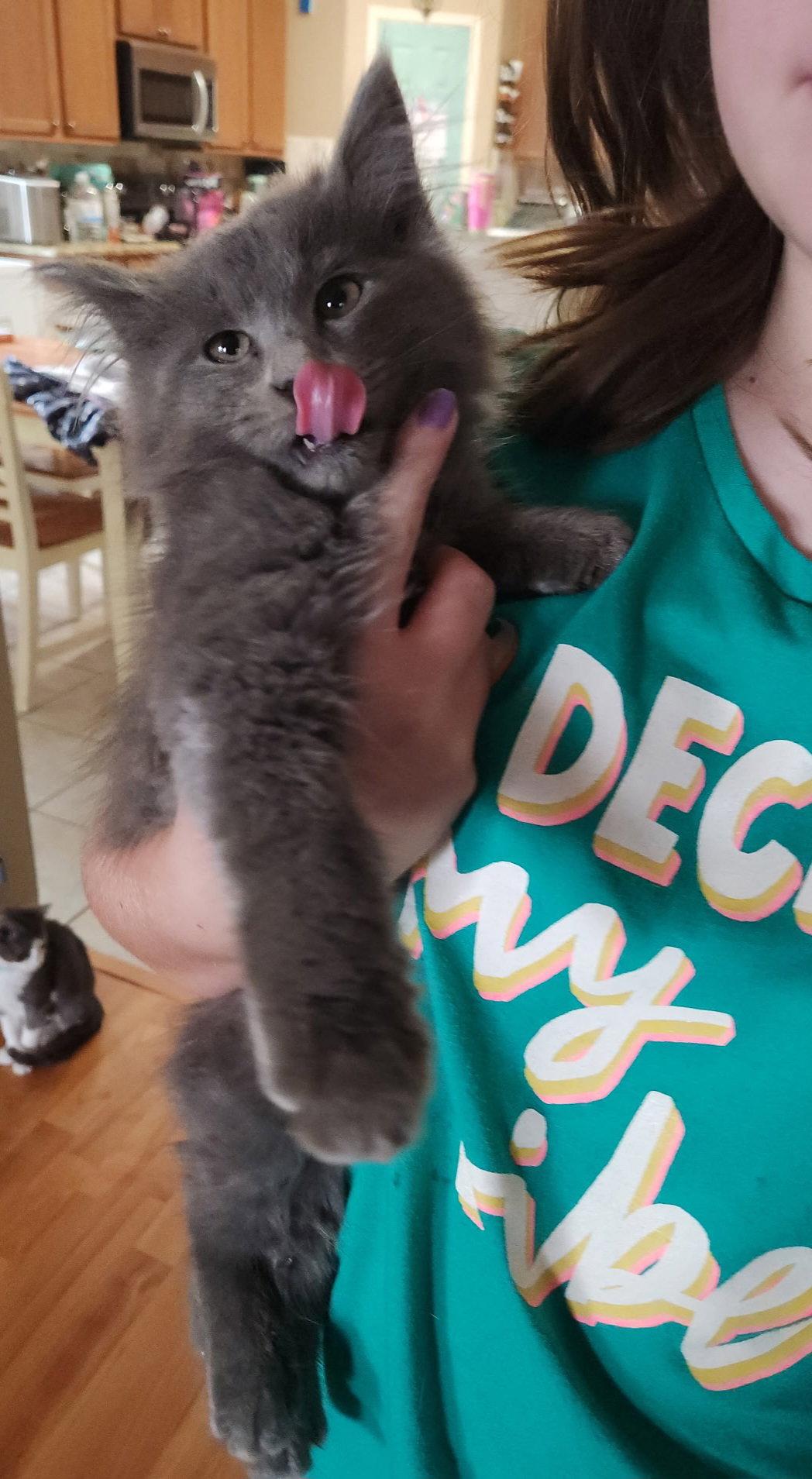 Enlarge Prince, a Adopted Domestic Long Hair in McKinney, TX image 2/3