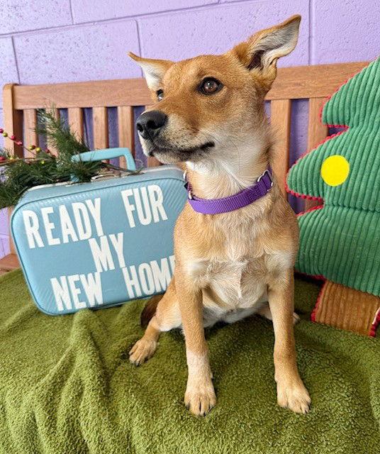 **SADIE**, Adoptable, Young Female Australian Cattle Dog / Blue Heeler.