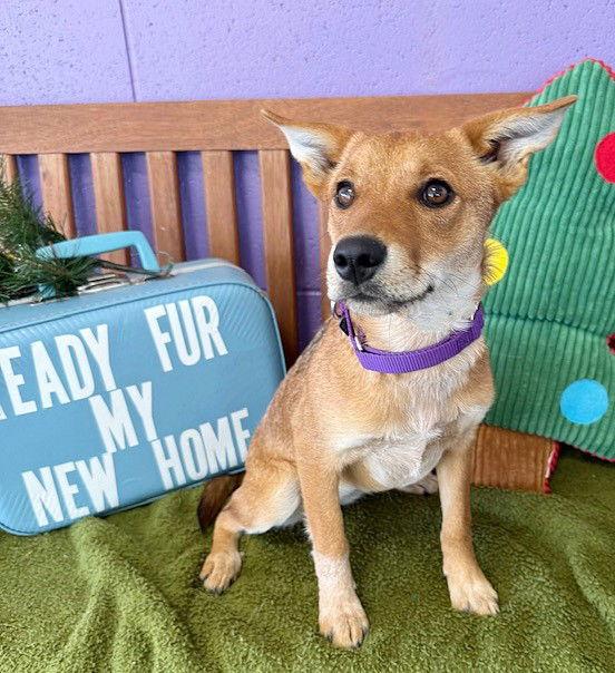 Enlarge **SADIE**, a Adoptable Australian Cattle Dog / Blue Heeler in North Prairie, WI image 2/3