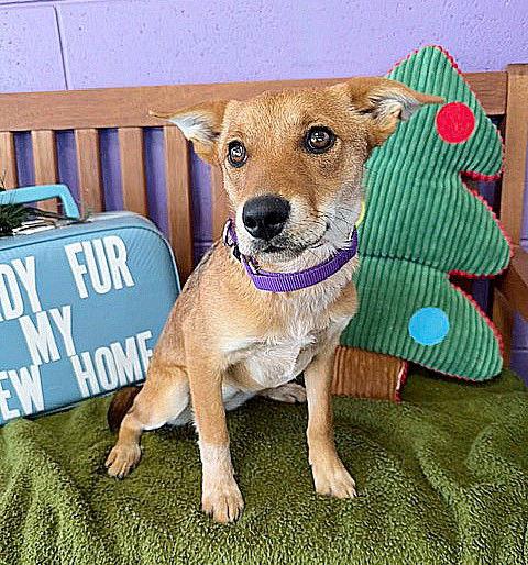 Enlarge **SADIE**, a Adoptable Australian Cattle Dog / Blue Heeler in North Prairie, WI image 3/3