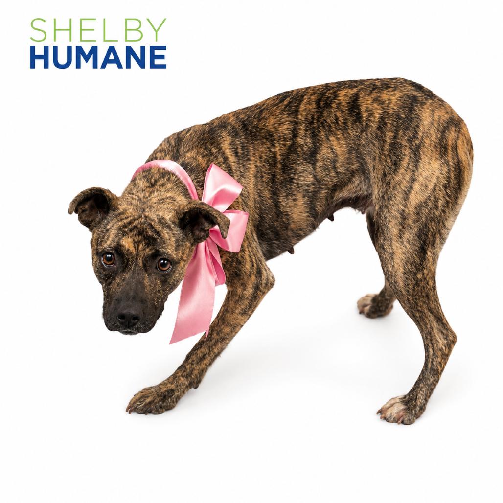 Enlarge Gypsy *AVAILABLE IN FOSTER* (ADOPTION FEE SPONSORED), a Adoptable Mixed Breed in Columbiana, AL image 1/1