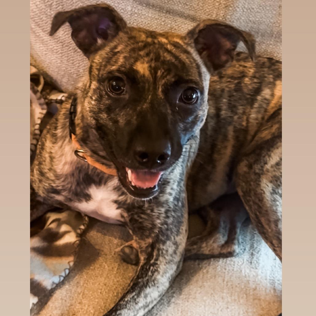 Gypsy *AVAILABLE IN FOSTER* (ADOPTION FEE SPONSORED), Adoptable, Young Female Mixed Breed.