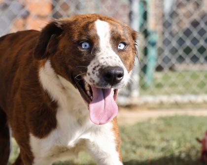Enlarge Ellie, a Adoptable mixed breed in Irving, TX image 1/3