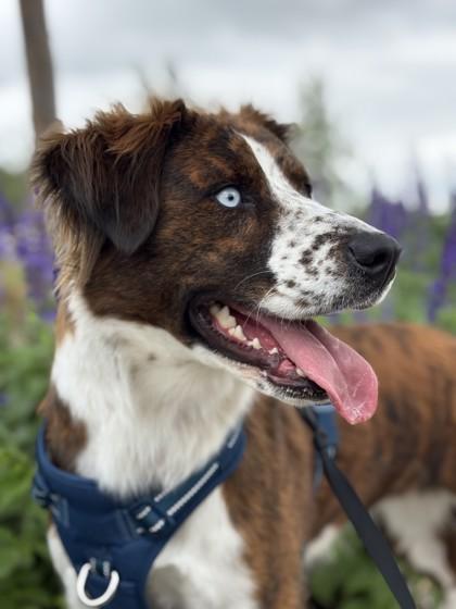 Enlarge Ellie, a Adoptable mixed breed in Irving, TX image 2/3