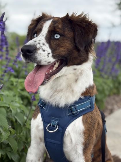 Enlarge Ellie, a Adoptable mixed breed in Irving, TX image 3/3