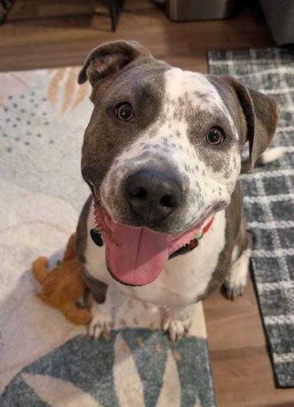 Strut, Adoptable, Adult Male Terrier & Mixed Breed.