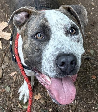 Strut, Adoptable, Adult Male Terrier & Mixed Breed.