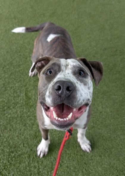 Strut, a Adoptable mixed breed in Bellevue, WA image 2/3