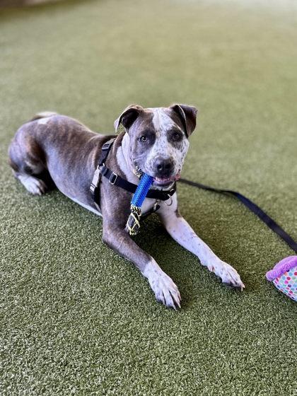 Strut, a Adoptable mixed breed in Bellevue, WA image 3/3