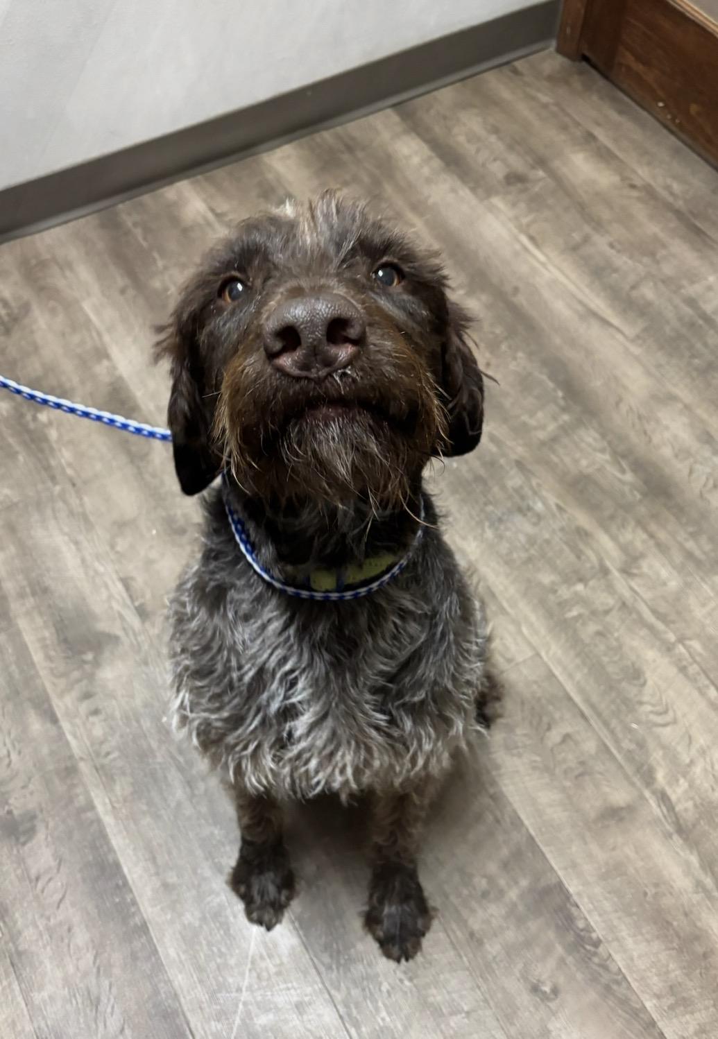 Zeke, Adoptable, Adult Male Wirehaired Pointing Griffon.