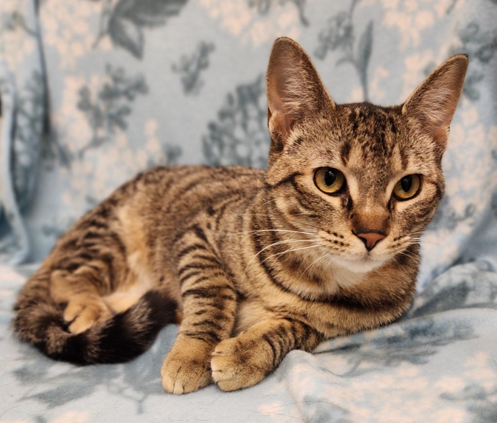 Enlarge Snickers, a Adoptable mixed breed in Superior, WI image 1/1