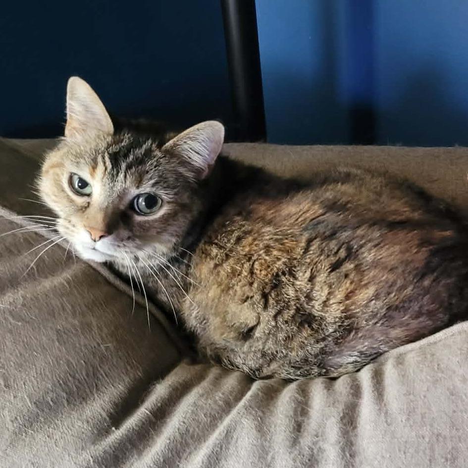 Enlarge Ophelia, a Adoptable Domestic Short Hair in Toms Brook, VA image 1/1