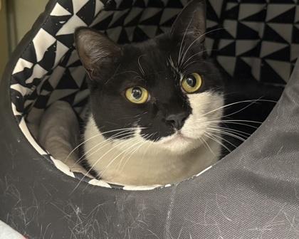 Phantom, Adoptable, Kitten Female Domestic Short Hair & Domestic Short Hair.