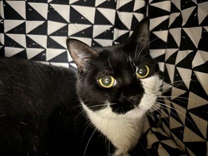 Phantom, Adoptable, Kitten Female Domestic Short Hair & Domestic Short Hair.