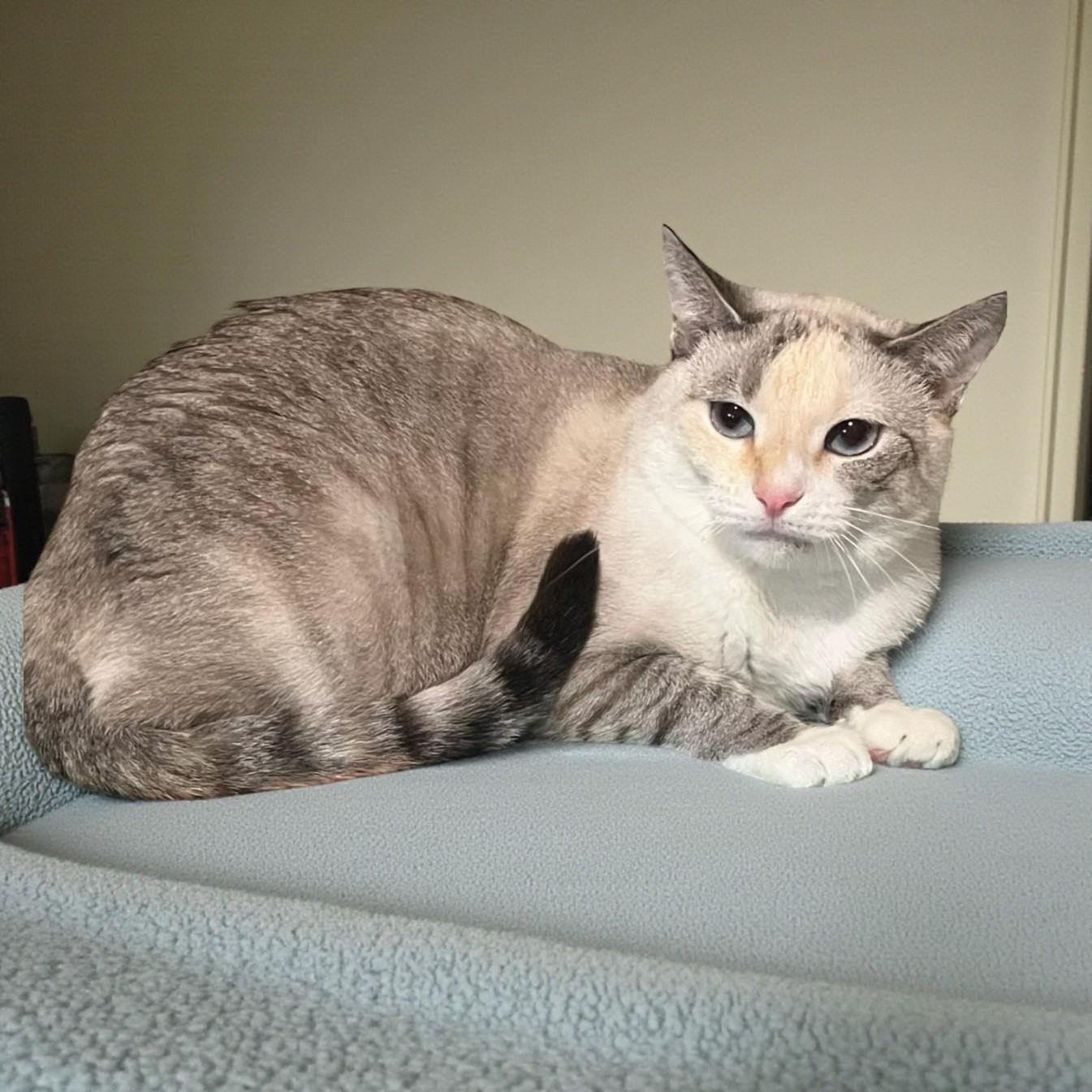 Enlarge Kira — A Soft, Loving Soul Waiting for the Right Person, a Adoptable mixed breed in Hillsboro, TX image 6/6