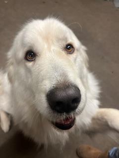 Bulger in Massachusetts, a ADOPTABLE Great Pyrenees in Lee, MA image 1/5