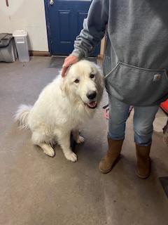 Bulger in Massachusetts, a ADOPTABLE Great Pyrenees in Lee, MA image 2/5