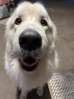 Bulger in Massachusetts, adopted, Adult Male Great Pyrenees.
