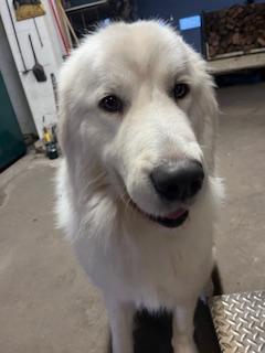 Bulger in Massachusetts, a ADOPTABLE Great Pyrenees in Lee, MA image 4/5