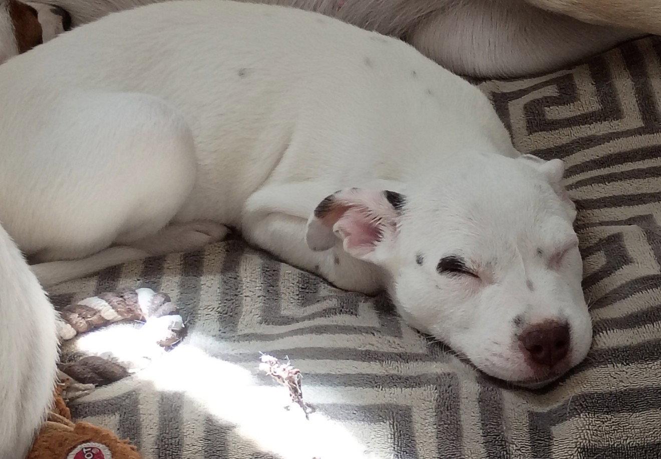 June, Adoptable, Young Female Jack Russell Terrier.