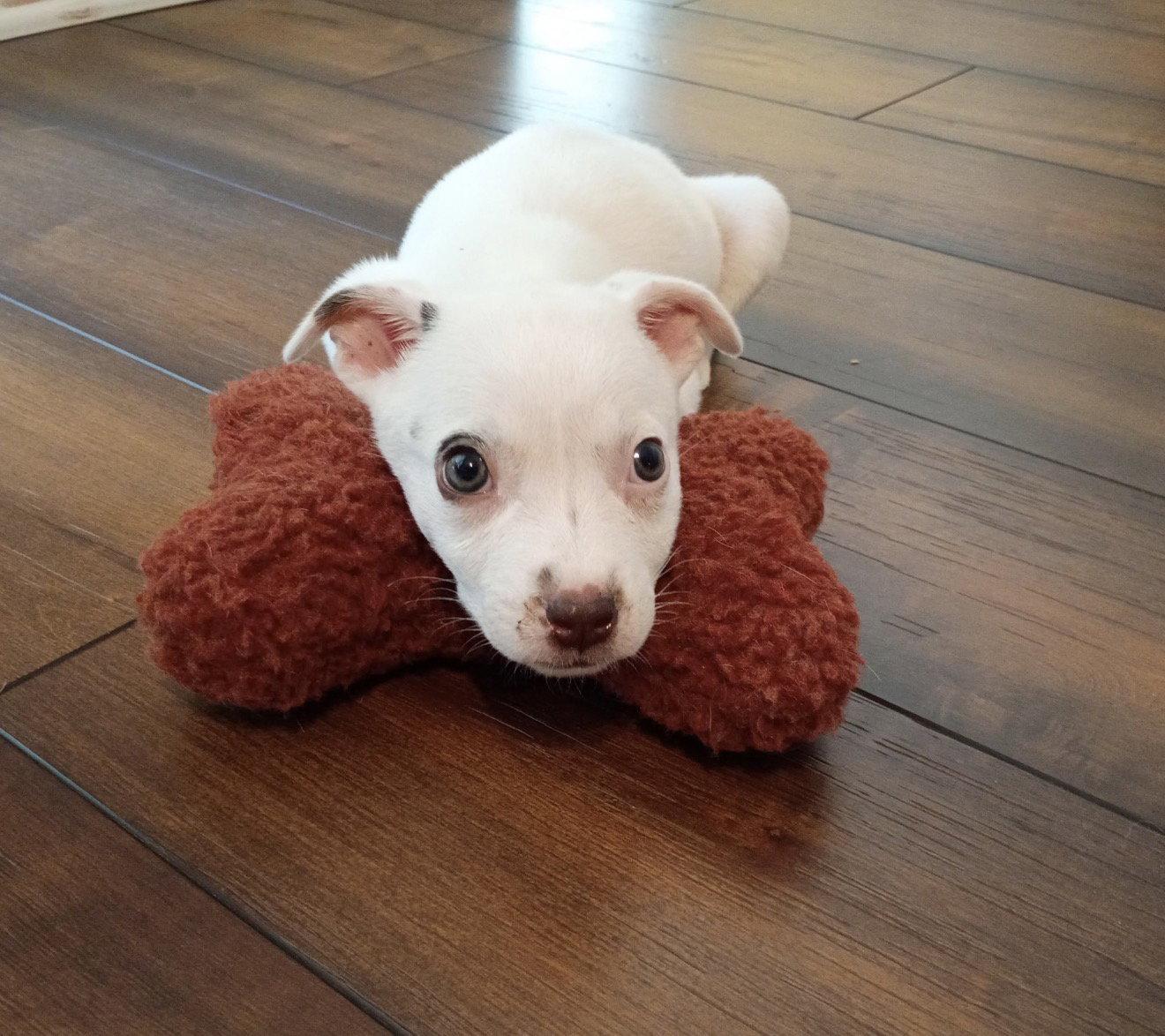 Enlarge June, a Adoptable Jack Russell Terrier in Ball Ground, GA image 2/3