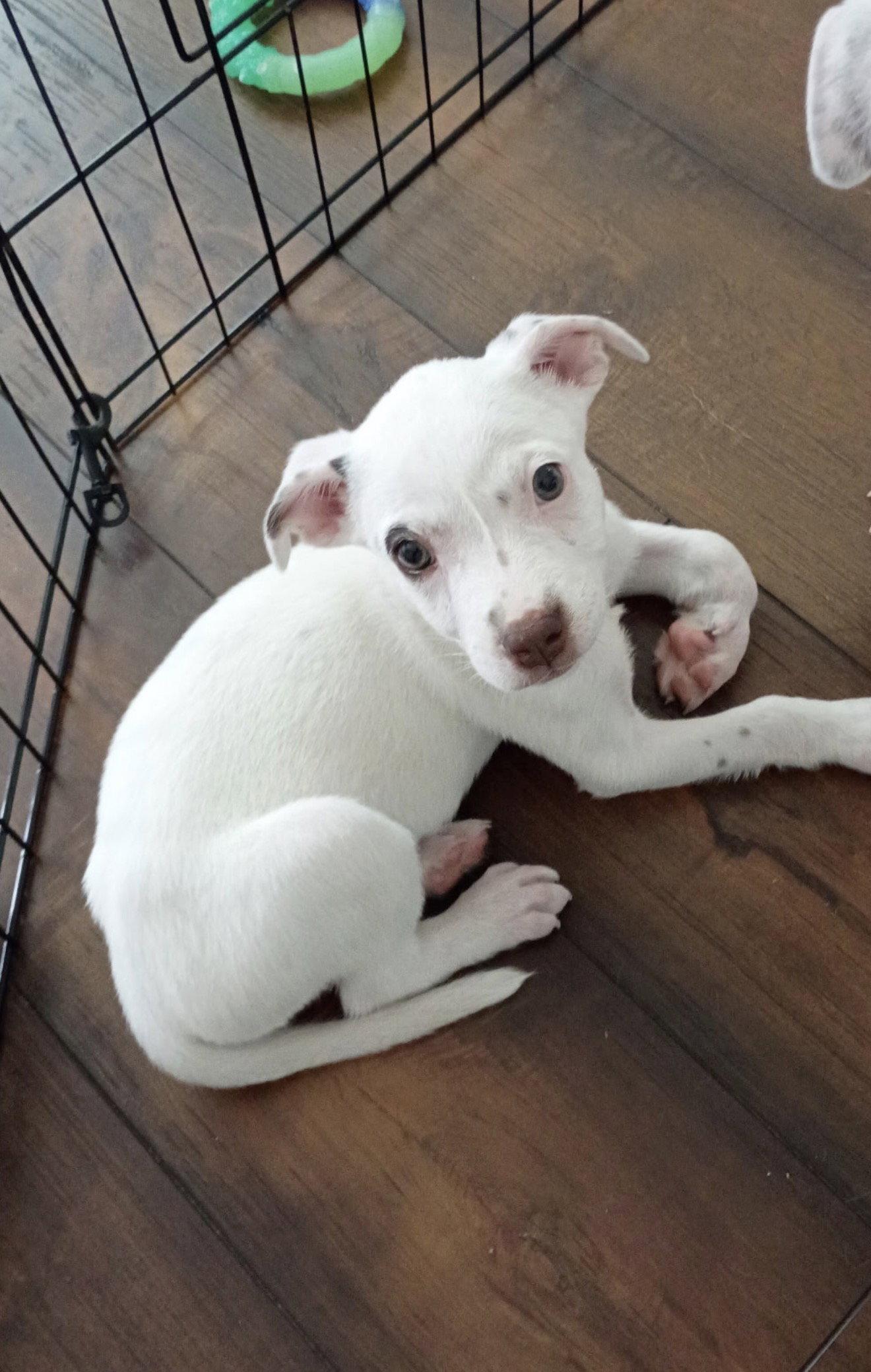 Enlarge June, a Adoptable Jack Russell Terrier in Ball Ground, GA image 3/3