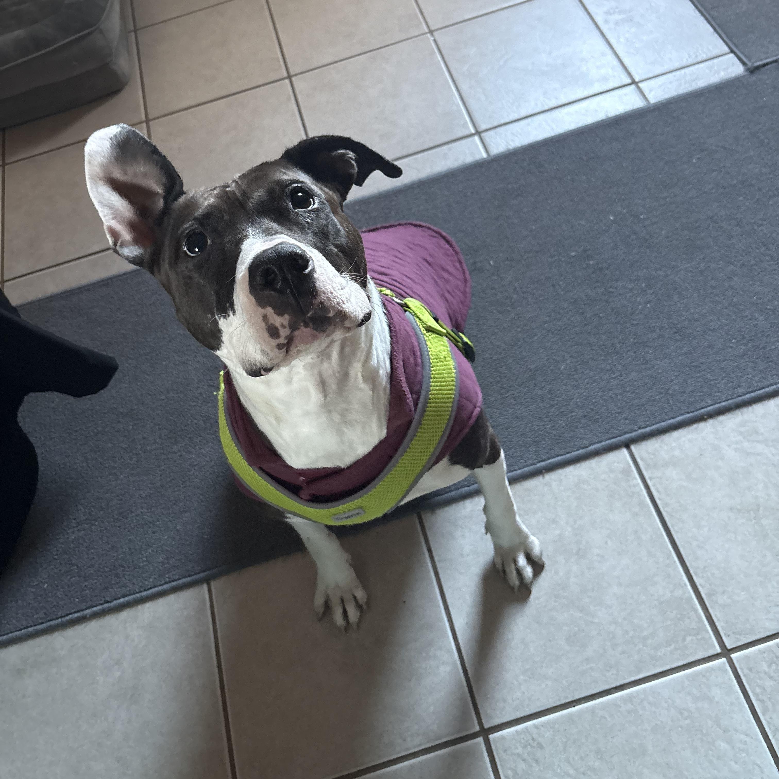 Marti , a ADOPTABLE mixed breed in New Bedford, MA image 3/6