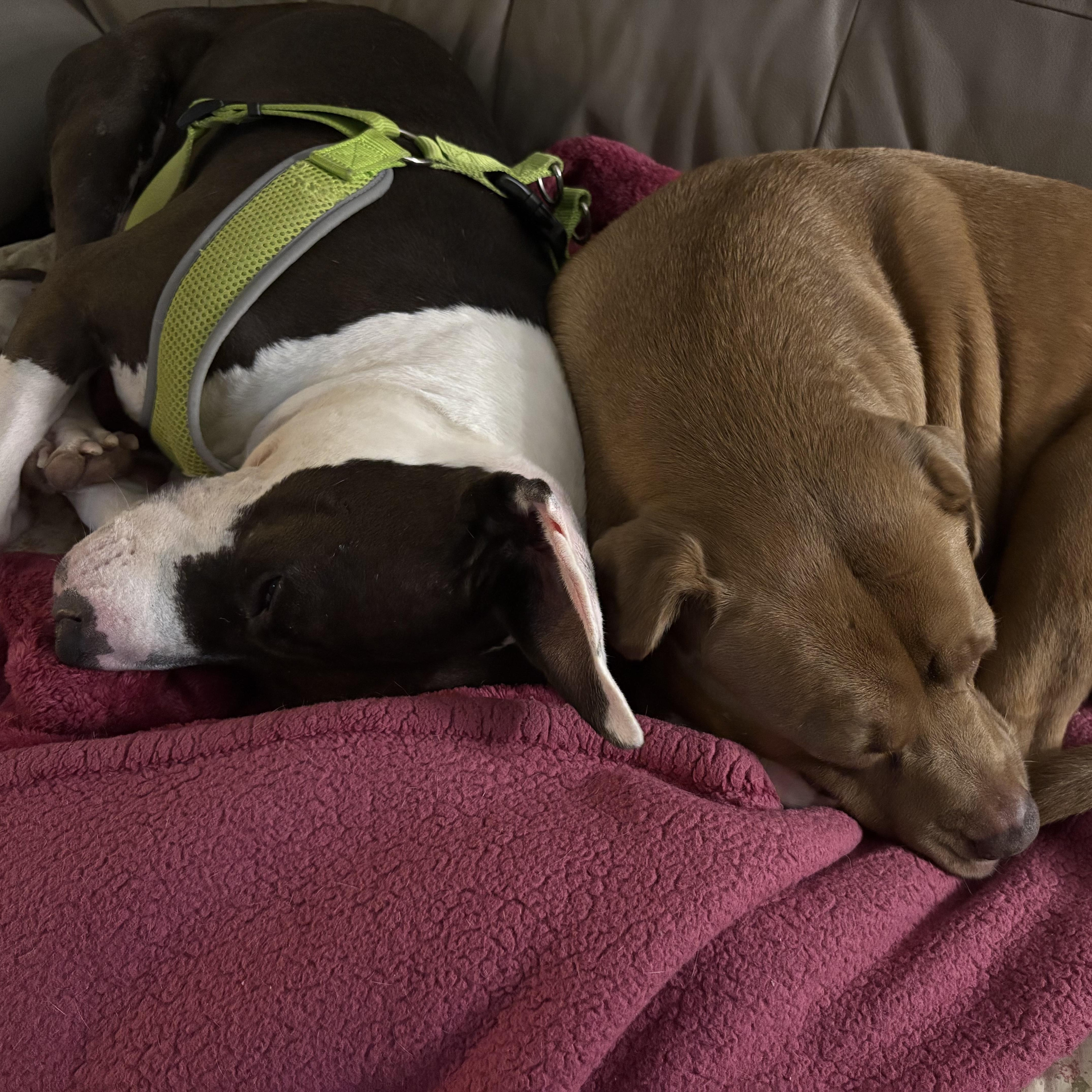 Marti , a ADOPTABLE mixed breed in New Bedford, MA image 6/6