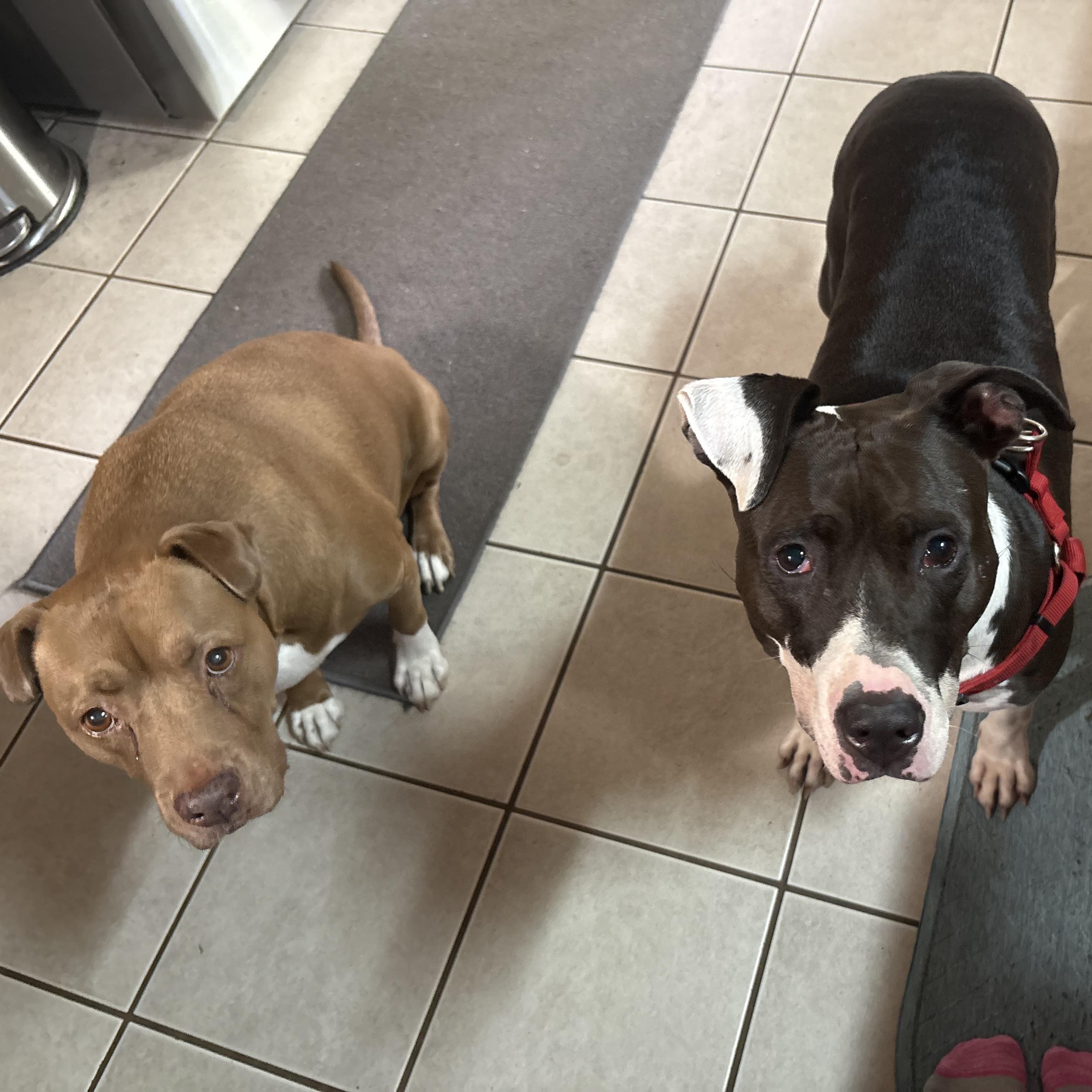 Marti , a ADOPTABLE mixed breed in New Bedford, MA image 4/6