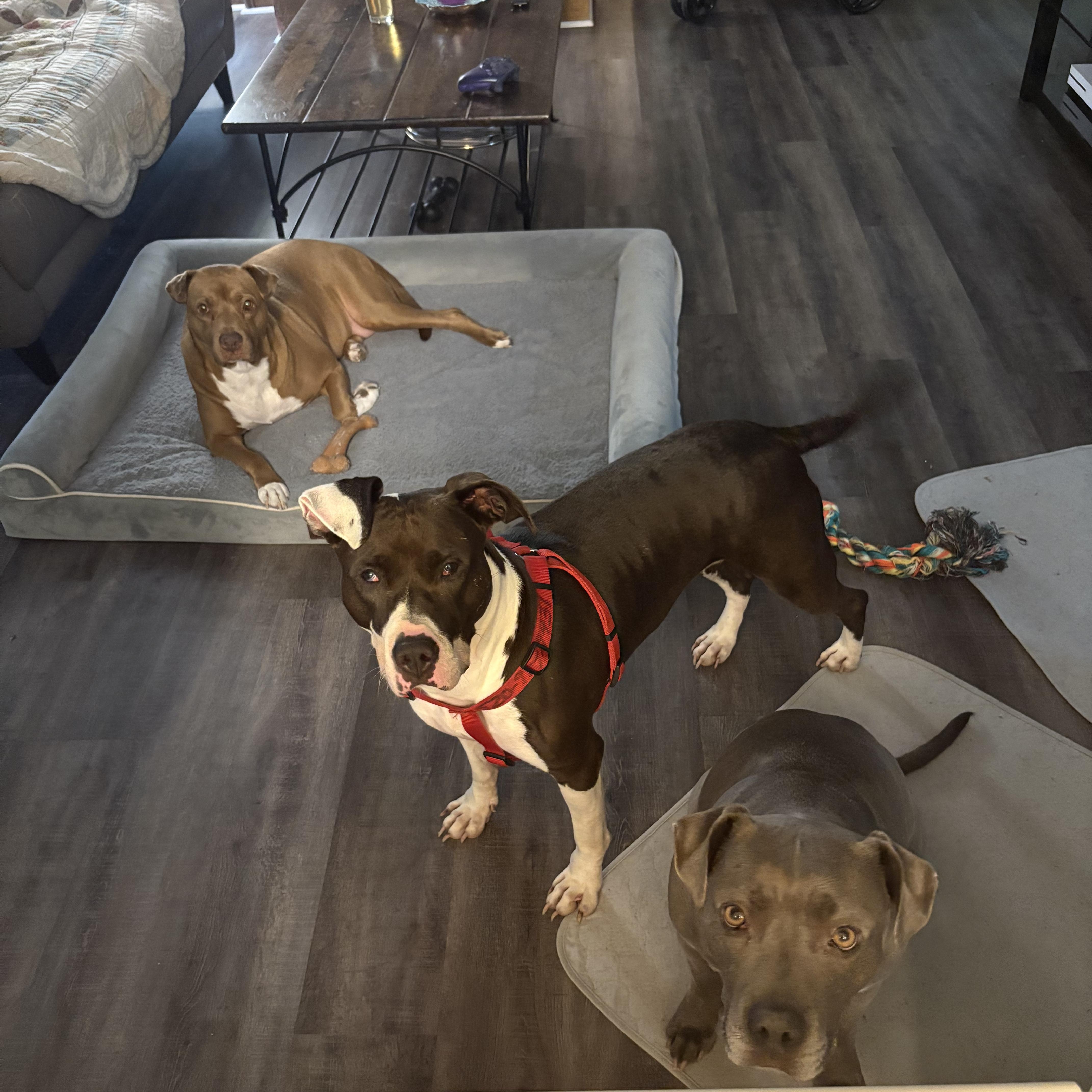 Marti , a ADOPTABLE mixed breed in New Bedford, MA image 5/6