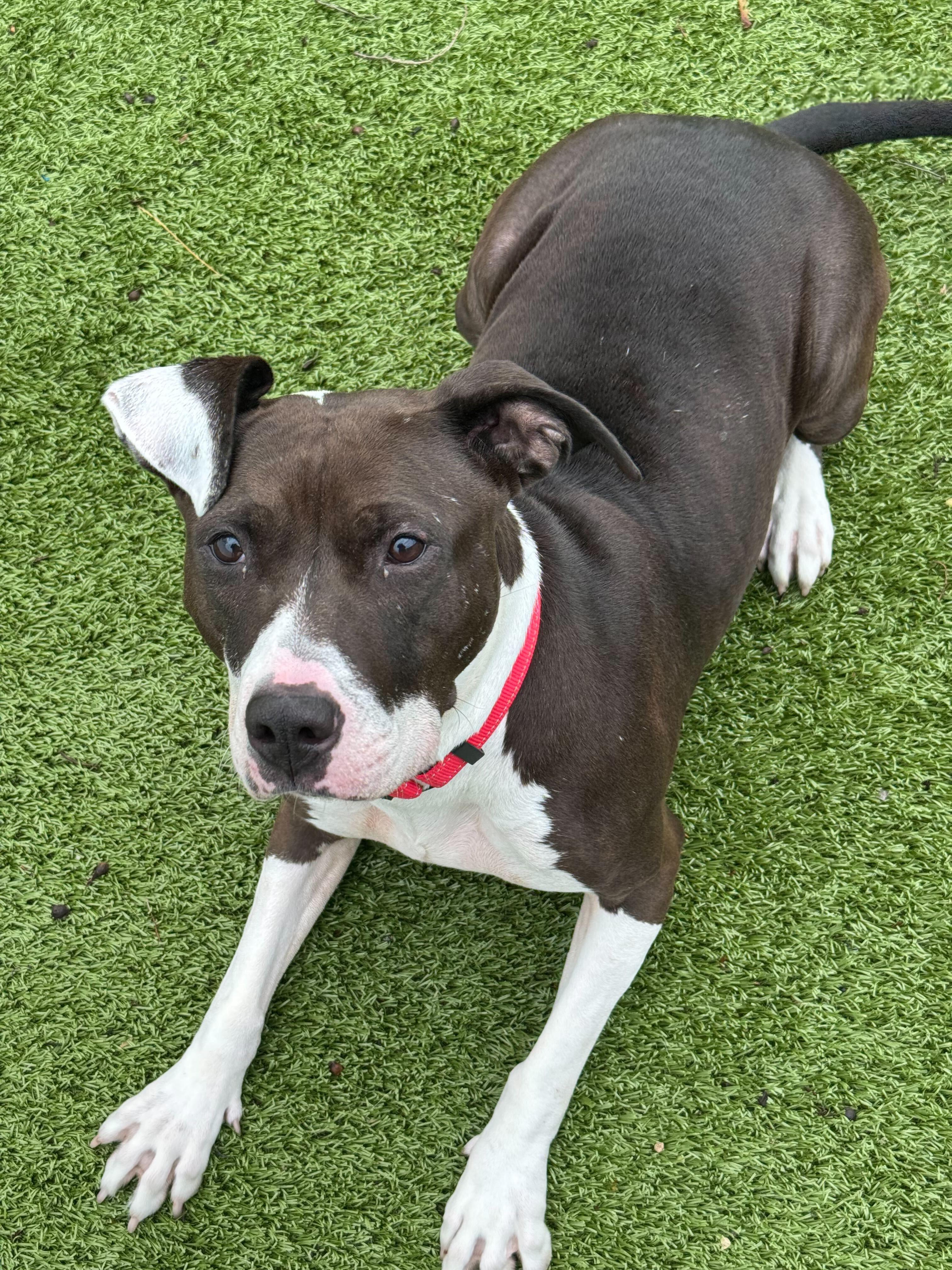 Enlarge Marti , a ADOPTABLE mixed breed in New Bedford, MA image 2/2