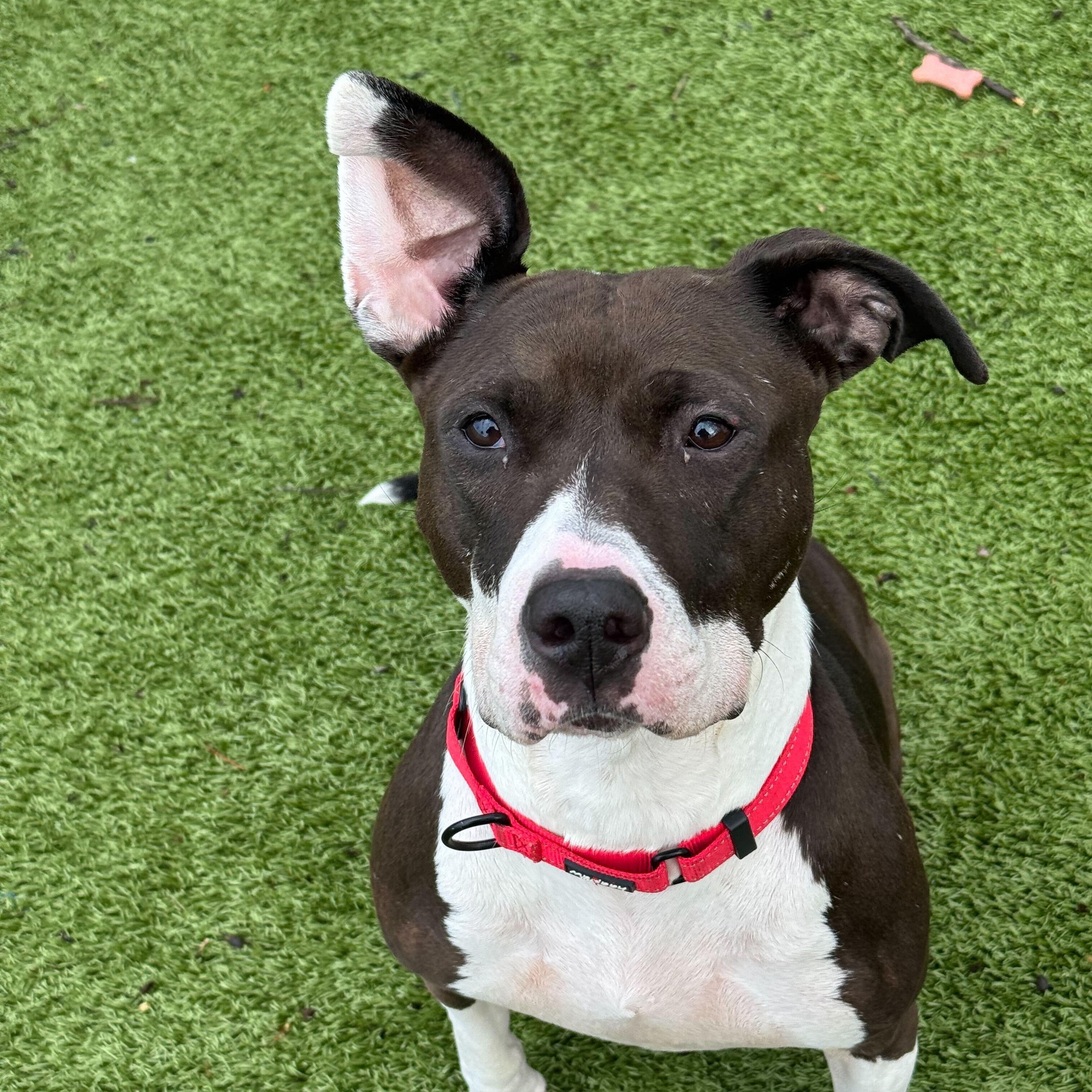 Marti , ADOPTABLE, Adult Female Boxer.