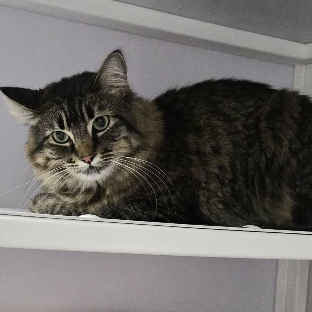 Katsu, Adoptable, Adult Female Domestic Short Hair.