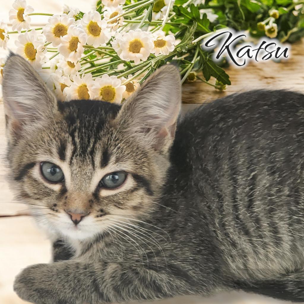 Enlarge Katsu, a Adoptable Domestic Short Hair in Las Cruces, NM image 2/6