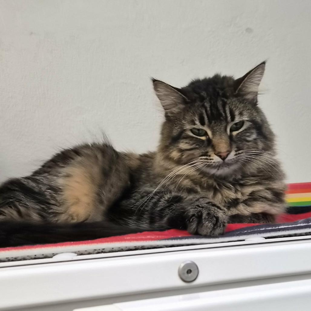 Enlarge Katsu, a Adoptable Domestic Short Hair in Las Cruces, NM image 3/6